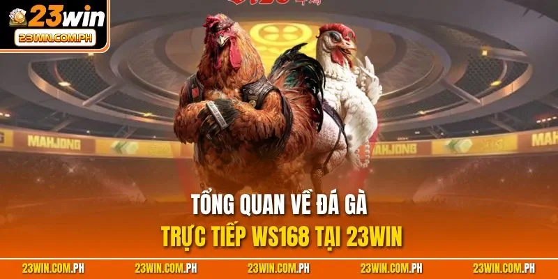Đá Gà WS168 – Đấu Trường Chọi Kê Online Đặc Sắc Tại 23WIN 2 Tổng quan về đá gà trực tiếp WS168 tại 23WIN