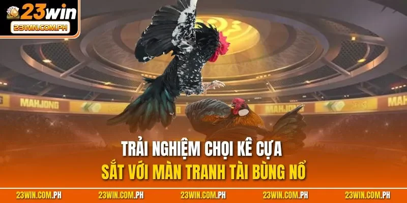 Đá Gà WS168 – Đấu Trường Chọi Kê Online Đặc Sắc Tại 23WIN 4 Trải nghiệm chọi kê cựa sắt với màn tranh tài bùng nổ