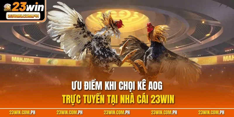 AOG Đá Gà - Sảnh Chọi Kê Mạng Đỉnh Cao Nhất Tại Việt Nam 3 Ưu điểm khi chọi kê AOG trực tuyến tại nhà cái 23WIN
